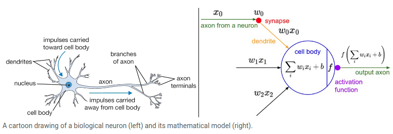 ../../_images/neuron-carton.png