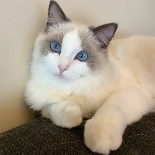 ../../_images/cat.jpg